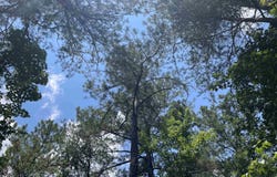 Co Rd 24, Eldridge, AL 35554