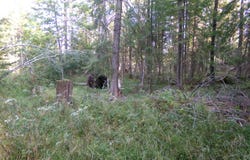 7124 N M65, Lachine, MI 49753