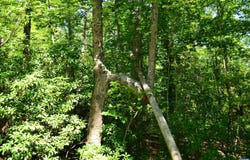 DAMON RD lot: 2, SCHUYLER, VA 22969