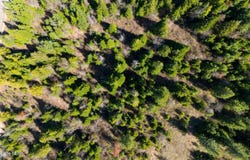 Lone Moose Dr lot: 9, Plummer, ID 83851