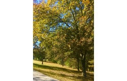 Ance Acres Lane, Reeds Spring, MO 65737