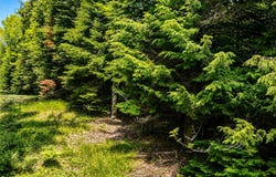 STATELINE LAKE RD lot: 4, Marenisco, MI 49947