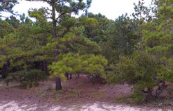 2327 False Cape Road lot: 14, Corolla, NC 27927