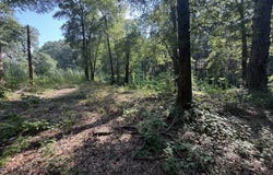 Spring St, Newton, AL 36352