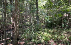 State Highway 134 E, Headland, AL 36345