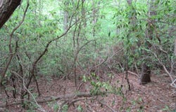 343 Gauley falls Road, Pickens, SC 29671