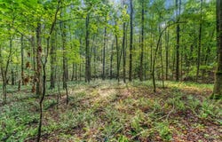 Roger Copeland Road, Hamilton, GA 31811
