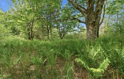 Sunrise Way lot: #10, Whiting, ME 04691