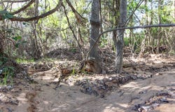 Ridgeline Loop lot: #93, Winona, TX 75792