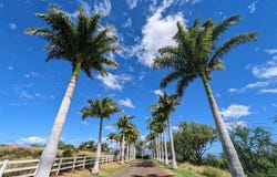 80 Opalipali Pl, Kula, HI 96790