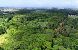 Mountain View, HI 96771