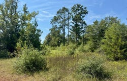 Tract 5 Private Rd 8385, Spurger, TX 77660