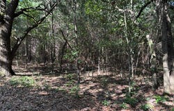 Tract #2 Convick Circle, Pavo, GA 31778