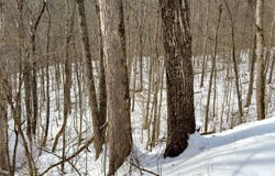 0 Wolfpen Run Rd, Coxs Mills, WV 26342