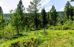 NHN Timber Creek Road, Judith Gap, MT 59453
