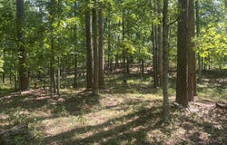 County Road 550, Ellington, MO 63638