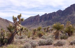 328-05-491 Palo Alto, Dolan Springs, AZ 86441