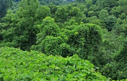 99 Jackson Road, Manchester, KY 40962