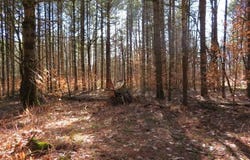 MCPHILMY RD, Glenfield, NY 13343