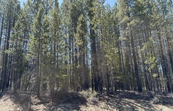 27 Surveyor Rd, CrescentLake, OR 97733