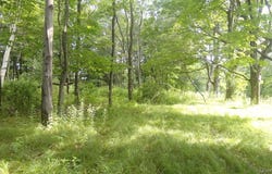 Henry Road, Cragsmoor, NY 12420