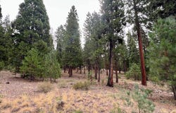 720 Blacktail Ridge, Portola, CA 96122