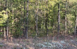 PINEY WOODS ROAD lot: 3, VINCENT, AL 35178