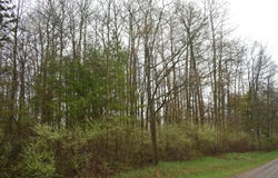 V/L Pratt Road, Ossineke, MI 49766