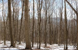 Longhope Road, Todd, NC 28684