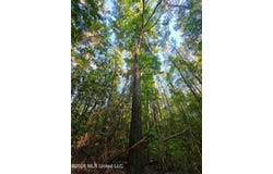 Hamilton Road, Prentiss, MS 39474