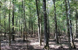 Boswell Road, Okolona, AR 71962