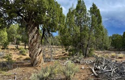 2647 Wrangler Way, Durango, CO 81301