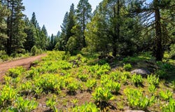 9454 Ridge Road, Alturas, CA 96101