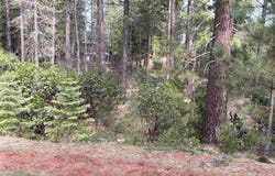 016 Chad Court, Burney, CA 96013