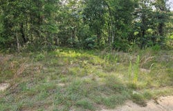 NE 153RD Avenue, WILLISTON, FL 32696