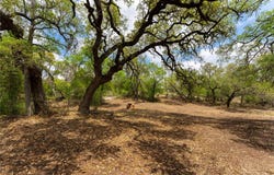 523 Dario Dr, Dripping Springs, TX 78620