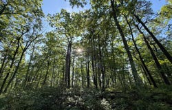 Gumaer Falls Rd, Mamakating, NY 12790
