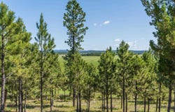 11675 Canyon Rim Ranch, Custer, SD 57730