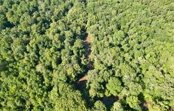 COUNTY ROAD 3338, Brundidge, AL 36010