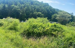 Grass Lick Run, Montrose, WV 26283