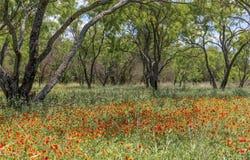 8548 County Road 332, Blanket, TX 76432