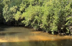 156.3 Acres Beesley Road, Lucedale, MS 39452