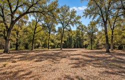123 OAK FOREST CT, Cedar Creek, TX 78612
