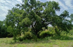 PR 2901, Hamilton, TX 76531