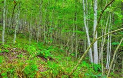Deep Ford Road, Lansing, NC 28642