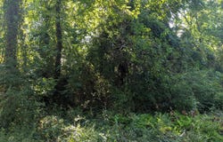 OAKLEY Drive, BUSHWOOD, MD 20618