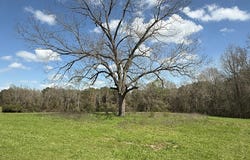 County Road 221, ELBA, AL 36323