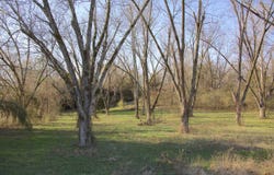 11925 OLD JACKSON Rd, Somerville, TN 38068