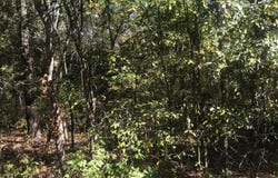 Ance Acres Lane, Reeds Spring, MO 65737