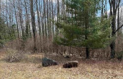 60 Sandbridge Court, Gladwin, MI 48624